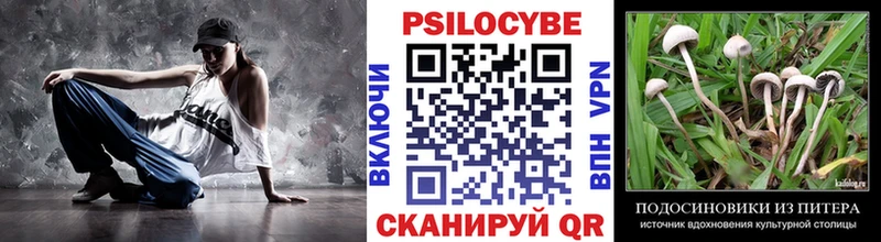 как найти наркотики  Северобайкальск  Псилоцибиновые грибы Psilocybe 