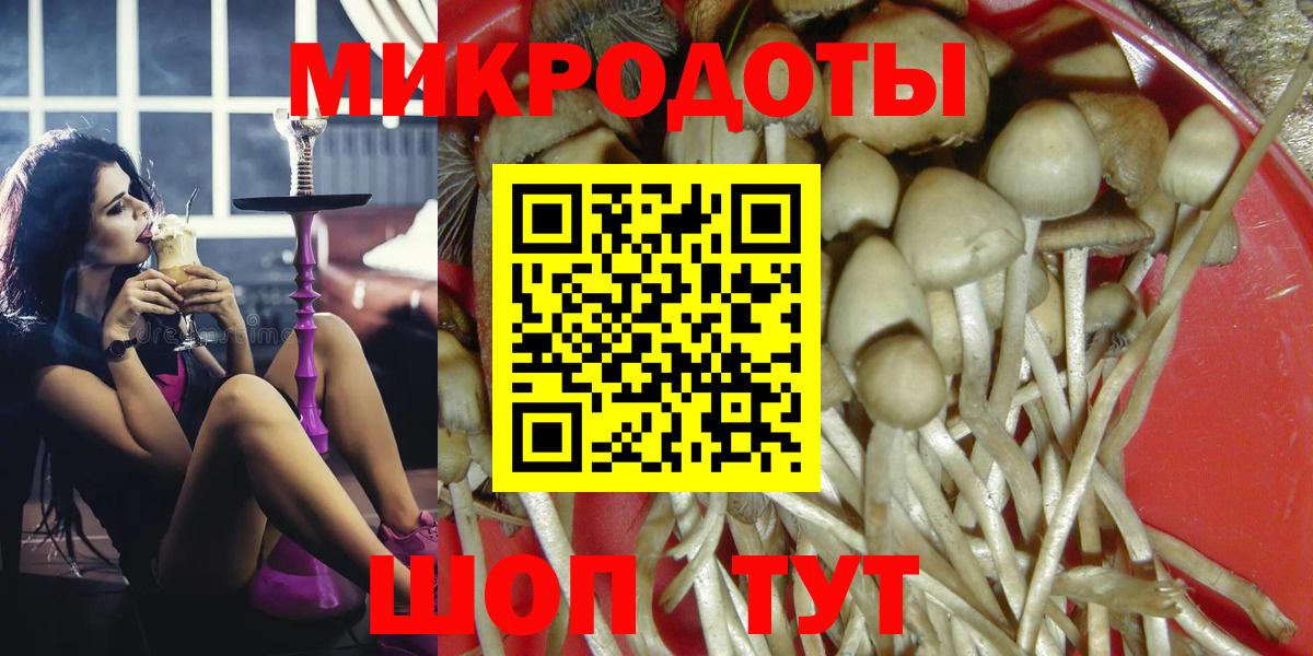 Галлюциногенные грибы Psilocybe Северобайкальск